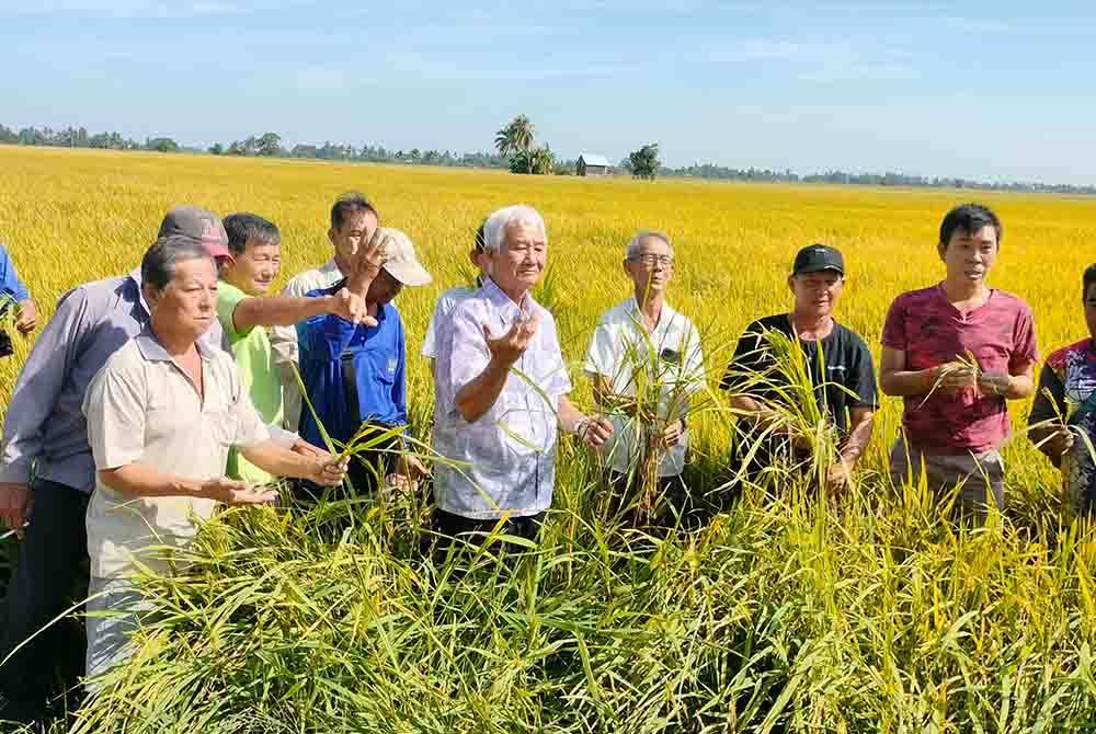 Kebanyakan petani berdepan kerugian mencecah ratusan ribu ringgit akibat tanaman padi hampa atau tidak berisi.