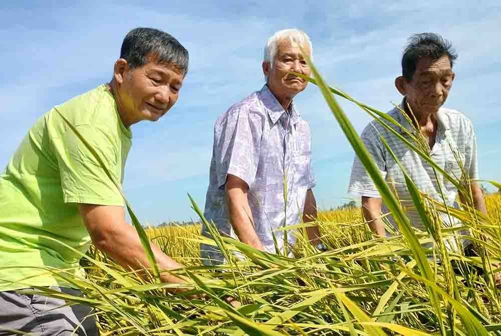 Beberapa petani menunjukkan sebahagian hasil tanaman yang tidak berisi menyebabkan kebanyakannya berdepan kerugian.