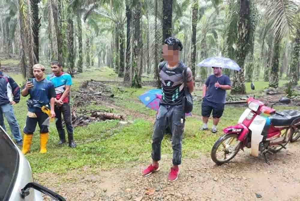 Suspek (tengah) ditahan kerana disyaki mencuri buah kelapa sawit. Foto IPD Hulu Terengganu