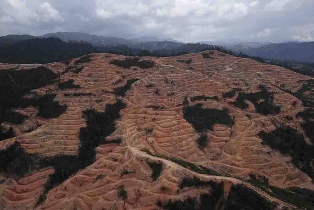Hutan-hutan yang ditarah bagi mendapatkan balak. Foto hiasan/Facebook Aktivis Sahabat Alam