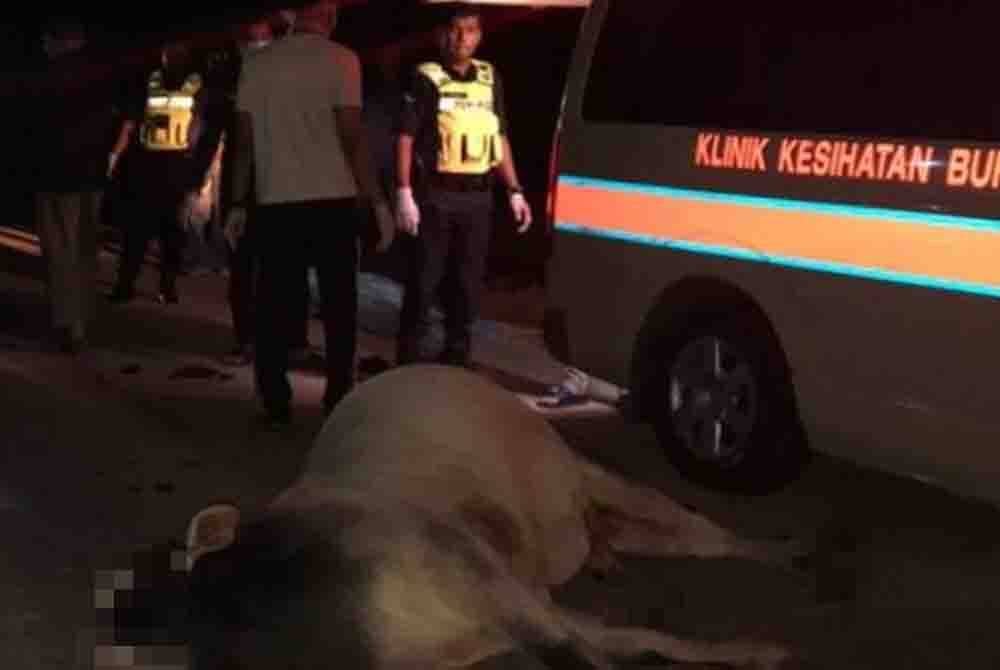 Keadaan lembu mati selepas terlibat kemalangan. Foto IPD Kota Tinggi.