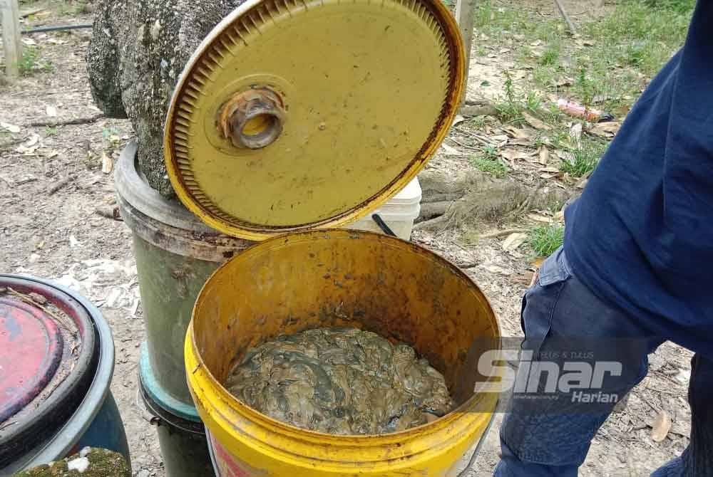 Umpan Tapa untuk baung yang menjadi pilihan kaki pancing.
