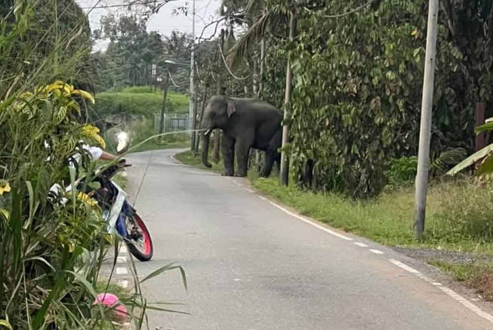 Kehadiran gajah di Kampung Melayu Mardi membimbangkan penduduk.