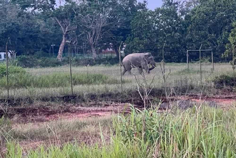 Kelibat seekor gajah yang berjaya dirakam penduduk.