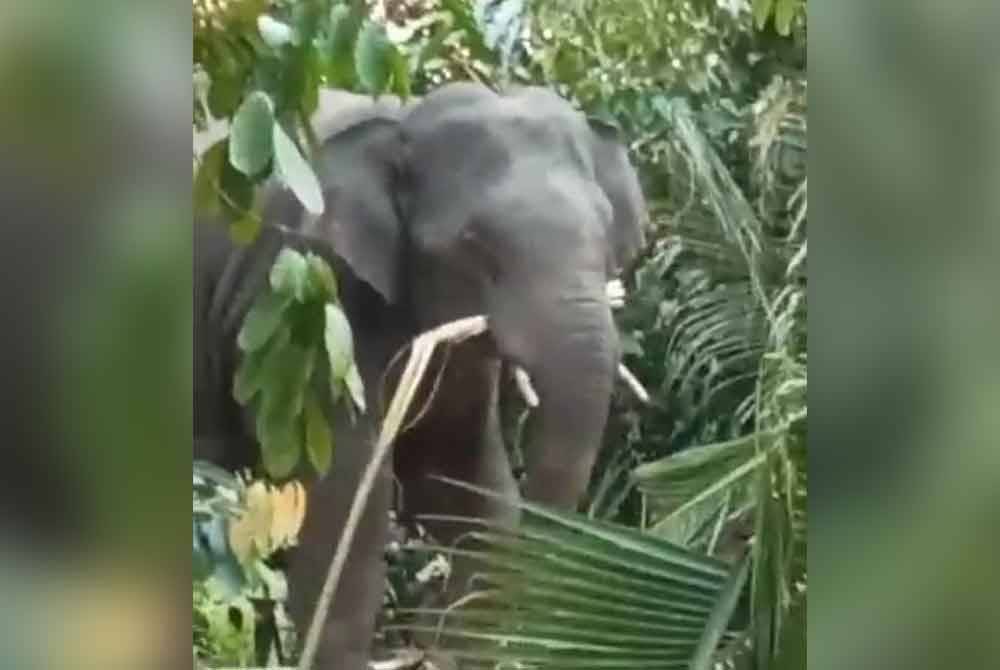 Antara imej gajah yang dirakam penduduk setempat.