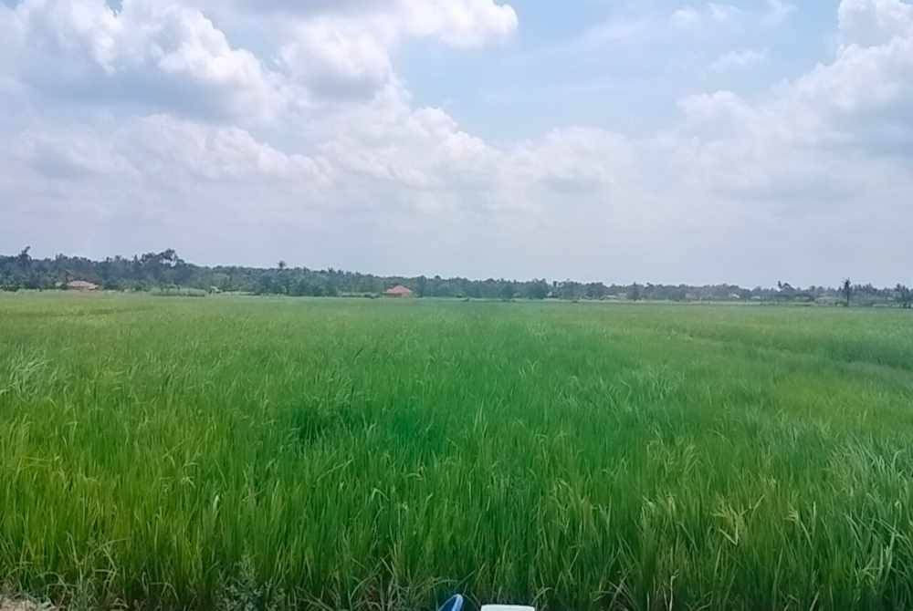 Kawasan sawah padi di Sawah Ring Tangkak.