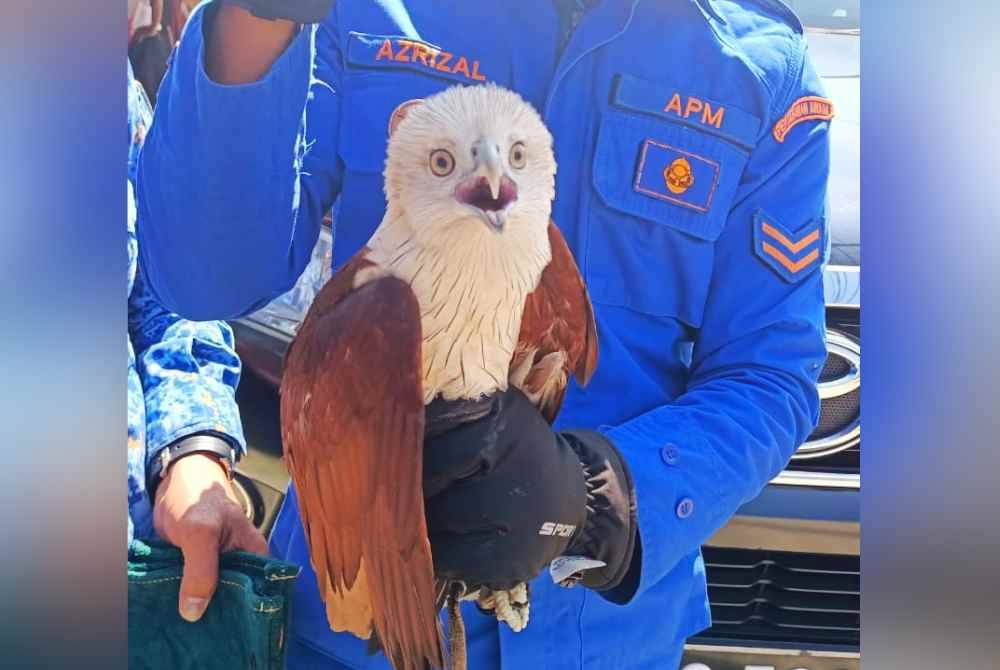 
Burung helang jenis Brahminy Kite atau helang merah yang berjaya diselamatkan anggota APM.