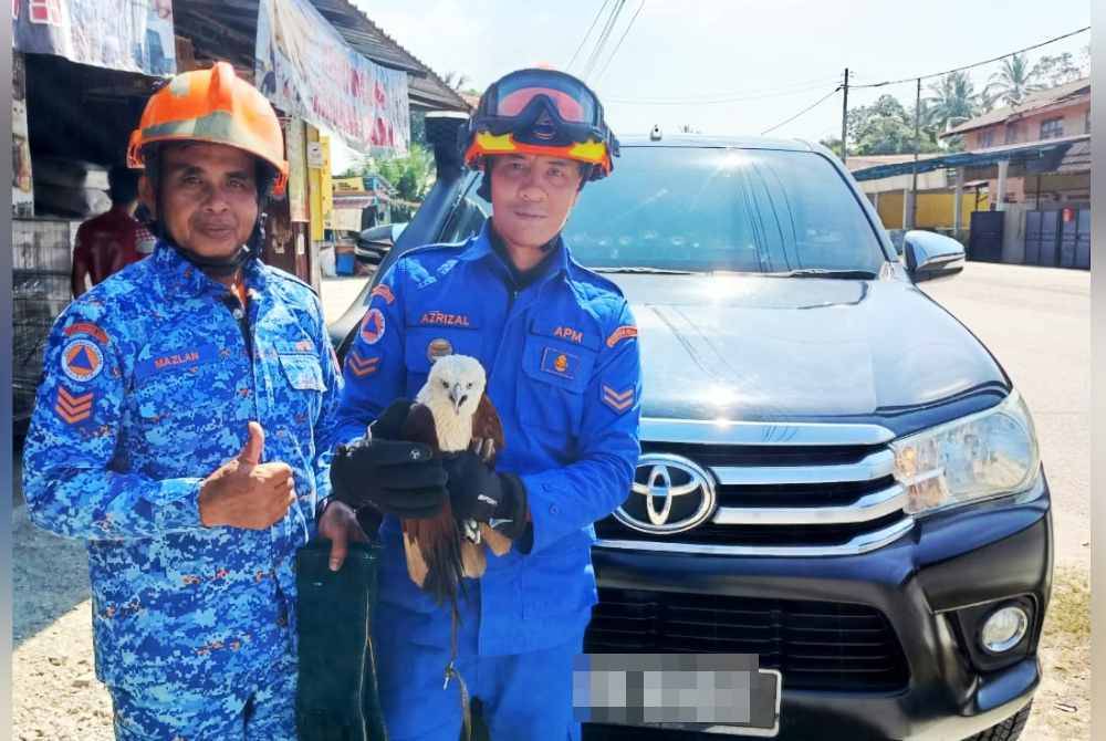 Burung helang yang diselamatkan anggota APM selepas tersangkut pada tiang elektrik.