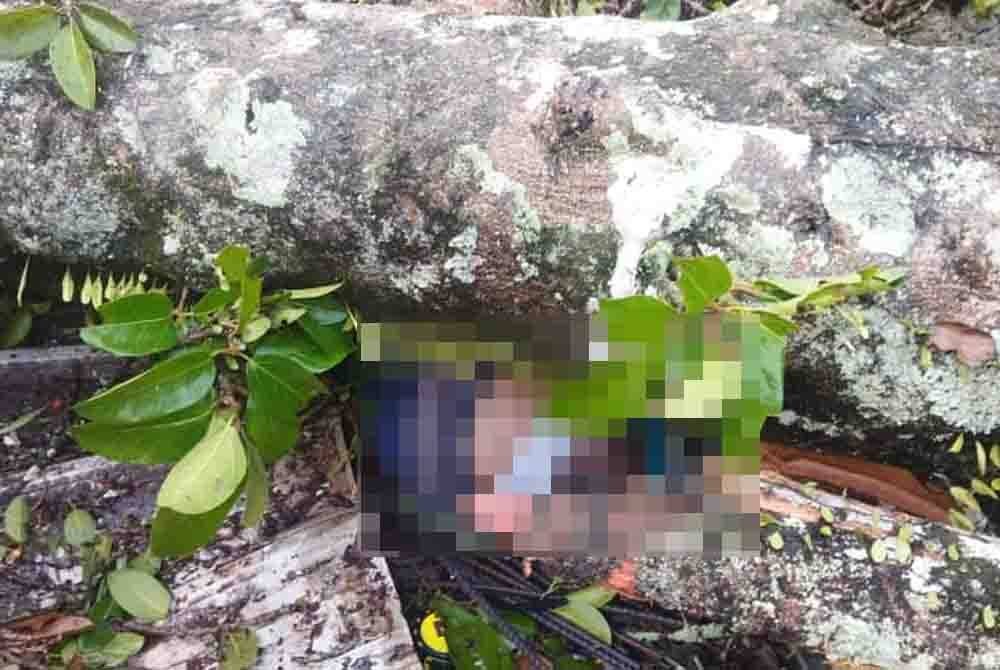 Seorang mangsa dilaporkan terperangkap selepas rumah didiami enam pekerja warga Indonesia dihempap pokok. Foto ihsan JBPM Perak