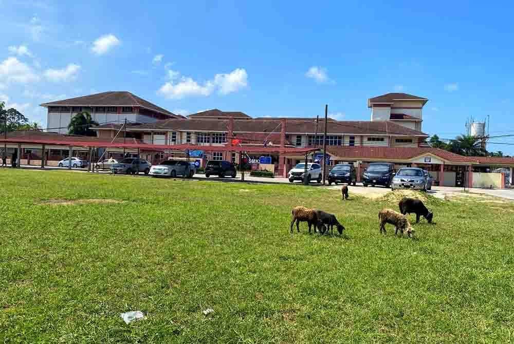 Haiwan ternakan bebas berkeliaran di kawasan sekolah kerana bangunan akademik tersebut tidak mempunyai pagar.