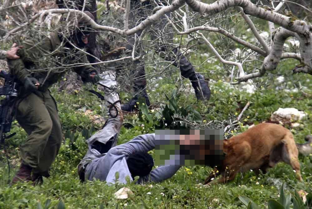 Tentera Israel melepaskan anjing terlatih untuk memburu dan mencederakan sesiapa saja termasuk kanak-kanak dan orang tua. - Foto: APA