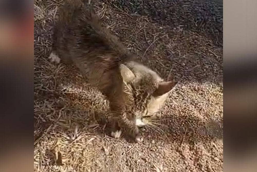 Seekor kucing yang ditemui dalam guni.