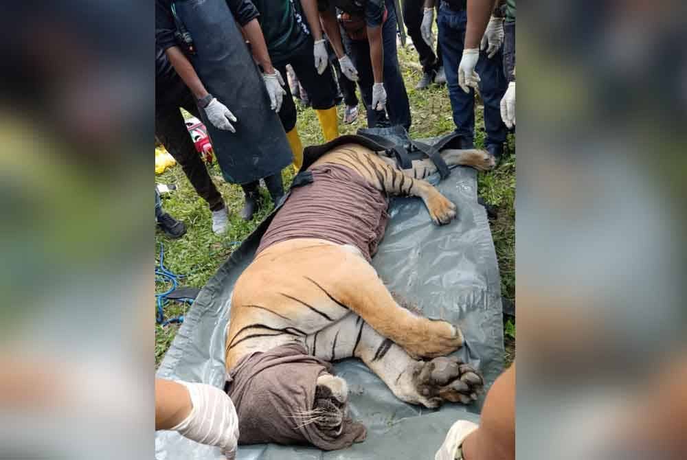 Yob Kuang yang dilaporkan dalam keadaan sihat dibawa ke NWRC untuk tindakan lanjut. Foto Ihsan pembaca