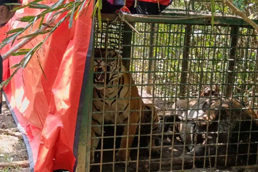 Harimau belang ini masuk perangkap yang dipasang di Ulu Kuang, Chemor pada Sabtu. Foto Ihsan pembaca