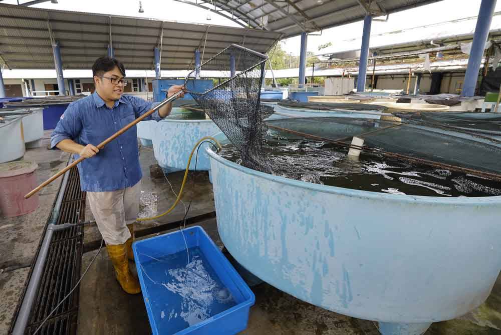 Dr Fadhil memberi penerangan ketika ditemui di Pusat Pembenihan Ikan UPM baru-baru ini.