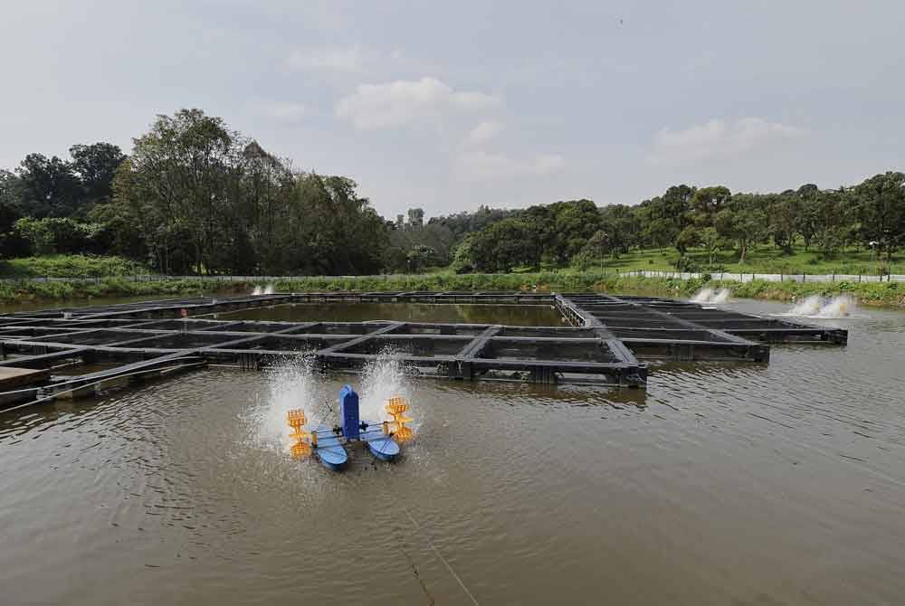 Spesies ikan yang mudah diuruskan, memiliki daya tahan tinggi dan cepat membesar menjadi faktor tilapia merah dijadikan ikan ternakan dalam sangkar untuk diusahakan peserta.