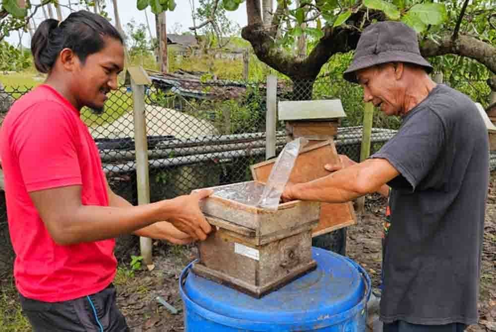 Salah seorang Peserta Projek Ternakan Kelulut Komuniti Nelayan UMT sedang membaik pulih sarang kelulut.