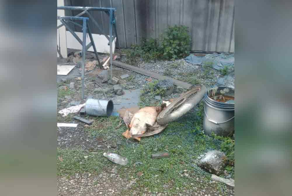 Angsa Sofian yang mati dipercayai dibunuh anjing liar.