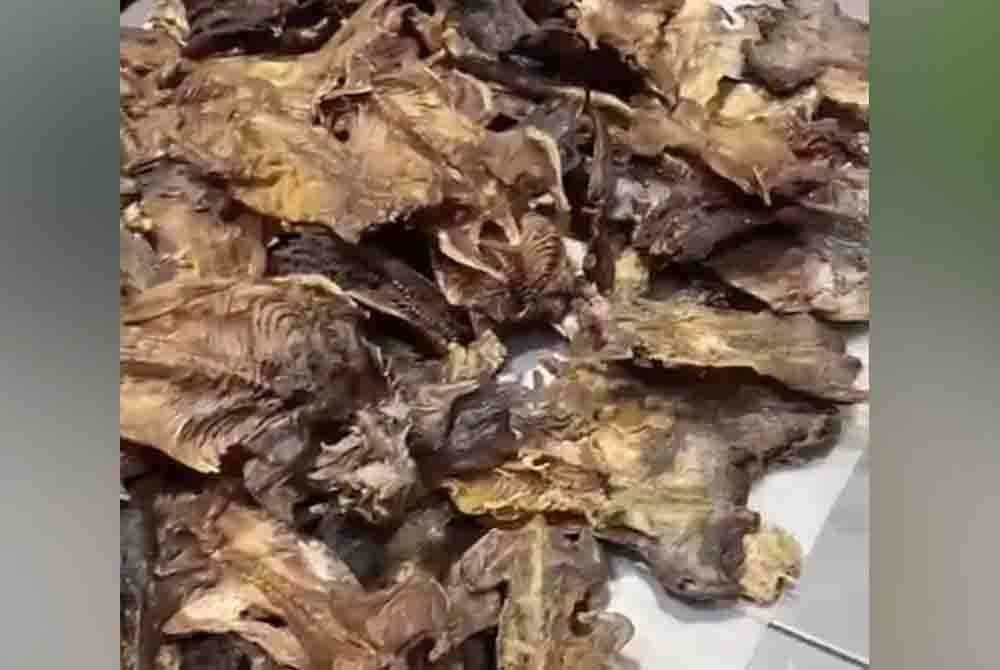 Sebanyak 15kg tikus salai dirampas Maqis di KLIA, Isnin lalu.