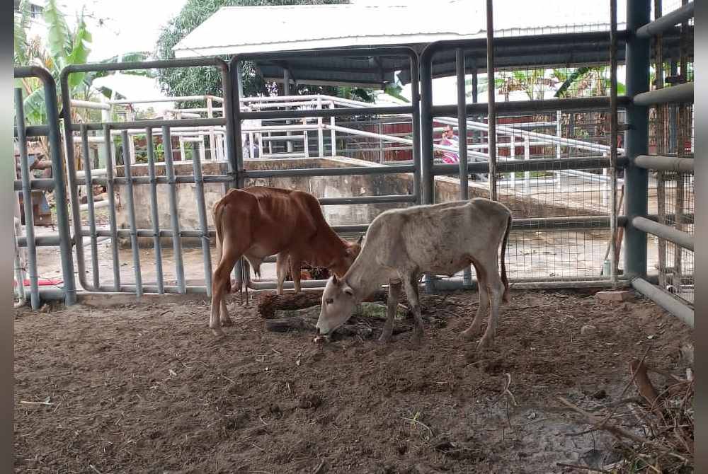Dua ekor lembu jantan yang tidak dituntut pemilik selepas disita juga akan dilelong di pusat tahanan haiwan kawasan Perindustrian Chendering pada Isnin depan. Foto MBKT
