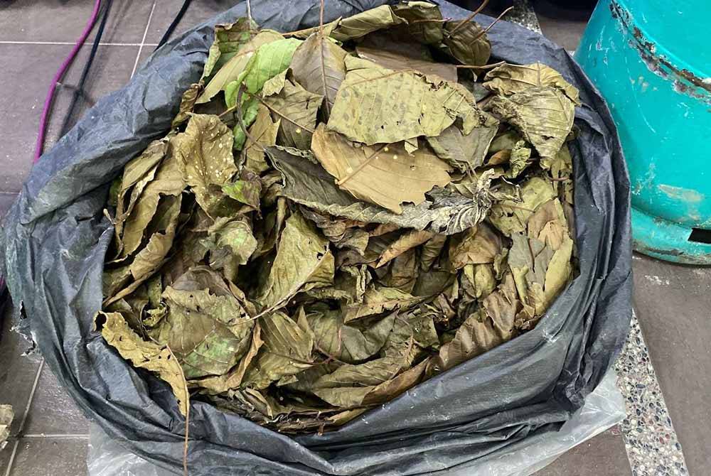 Dalam serbuan jam 4.45 petang itu turut dirampas ialah tiga kilogram daun ketum bernilai RM30.