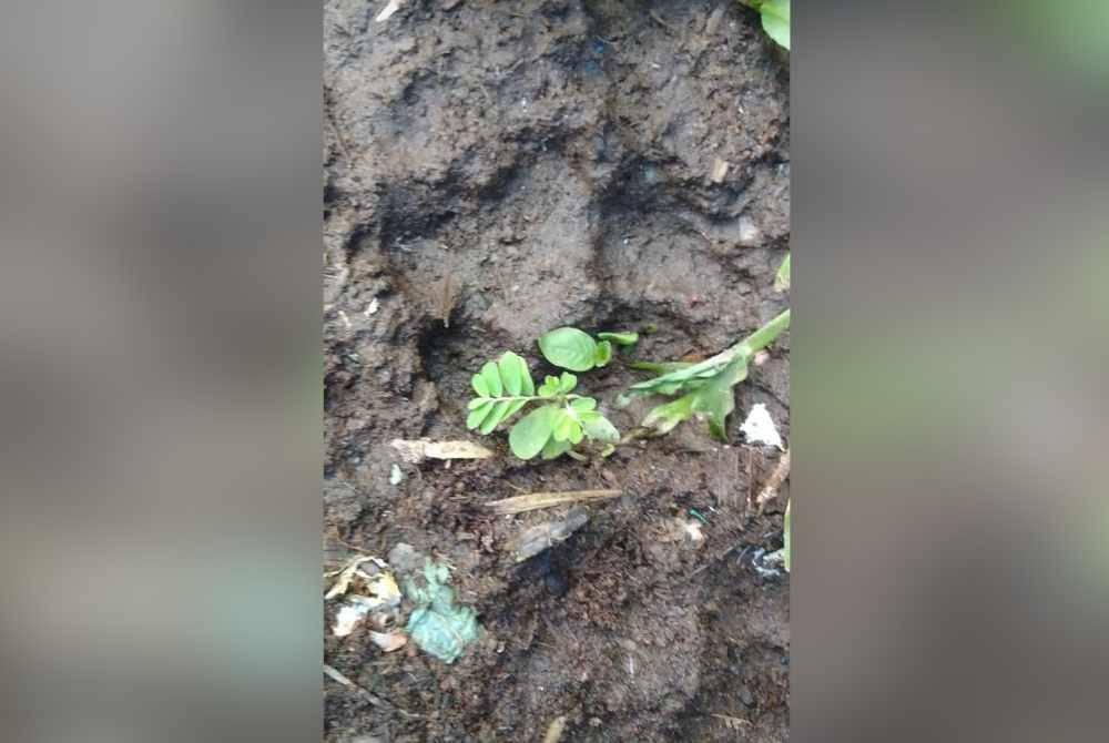 Bekas tapak kaki dipercayai harimau kumbang ditemukan berdekatan kandang kambing.