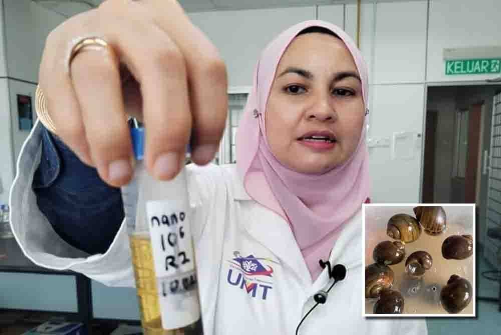 Wahizatul Afzan menunjukkan siput gondang emas atau nama saintifiknya 'pomacea canaliculata' yang menjejaskan tanaman padi. Gambar kecil: siput gondang emas atau nama saintifiknya 'pomacea canaliculata'