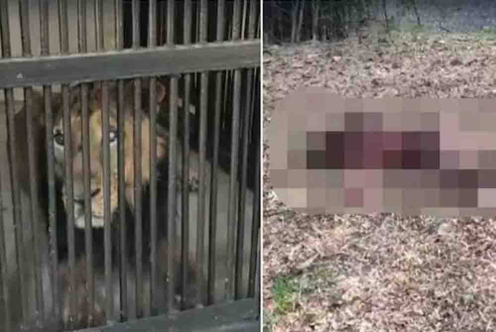 Seekor singa membaham seorang lelaki yang cuba berswafoto dengannya dalam kandang di zoo di di Andhra Pradesh. - Agensi.