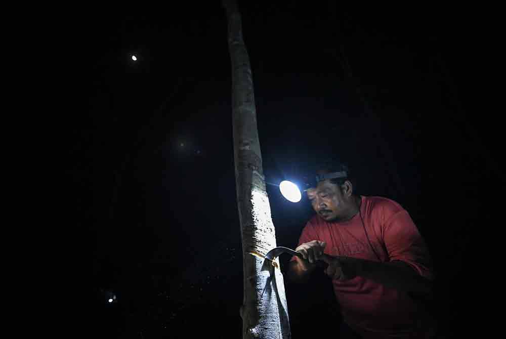 Cuaca panas yang melanda negara khususnya di negeri ini memaksa segelintir penoreh getah bekerja pada waktu malam untuk mendapatkan hasil pengeluaran susu getah yang lebih. Foto Bernama