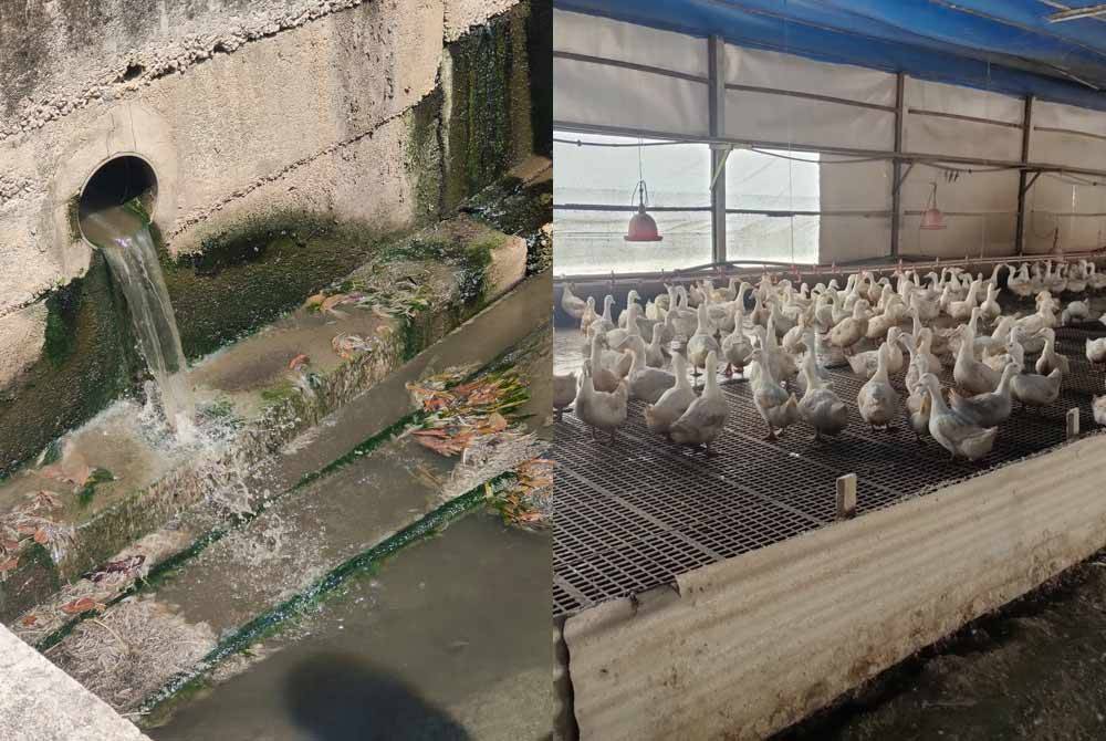 Siasatan turut dilakukan membabitkan sisa kumbahan di sekitar ladang dekat Sungai Lembu, Bukit Mertajam, Pulau Pinang. Gambar kanan: Ladang itik yang dikesan mengakibatkan pencemaran dengan mengalirkan sisa ternakan tanpa prosedur ditetapkan sehingga mencemarkan Sungai Kulim dan Sungai Air Merah di Kedah.