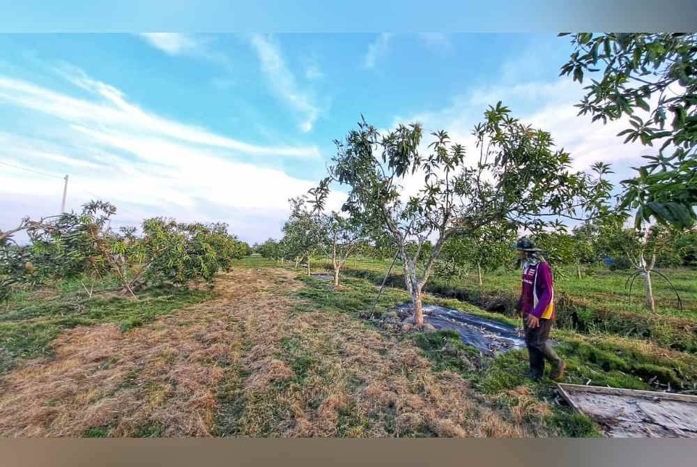 Seorang pekerja ladang harumanis sedang memantau keadaan pokok harumanis.