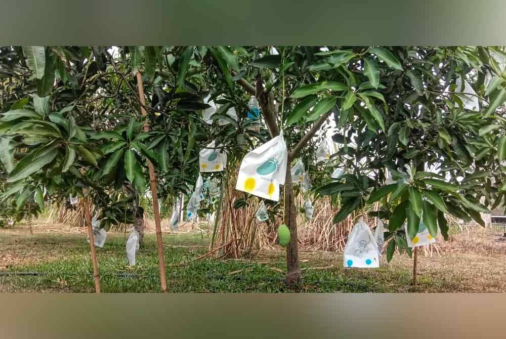 Harumanis bakal mengeluarkan hasil pada pertengahan April depan.