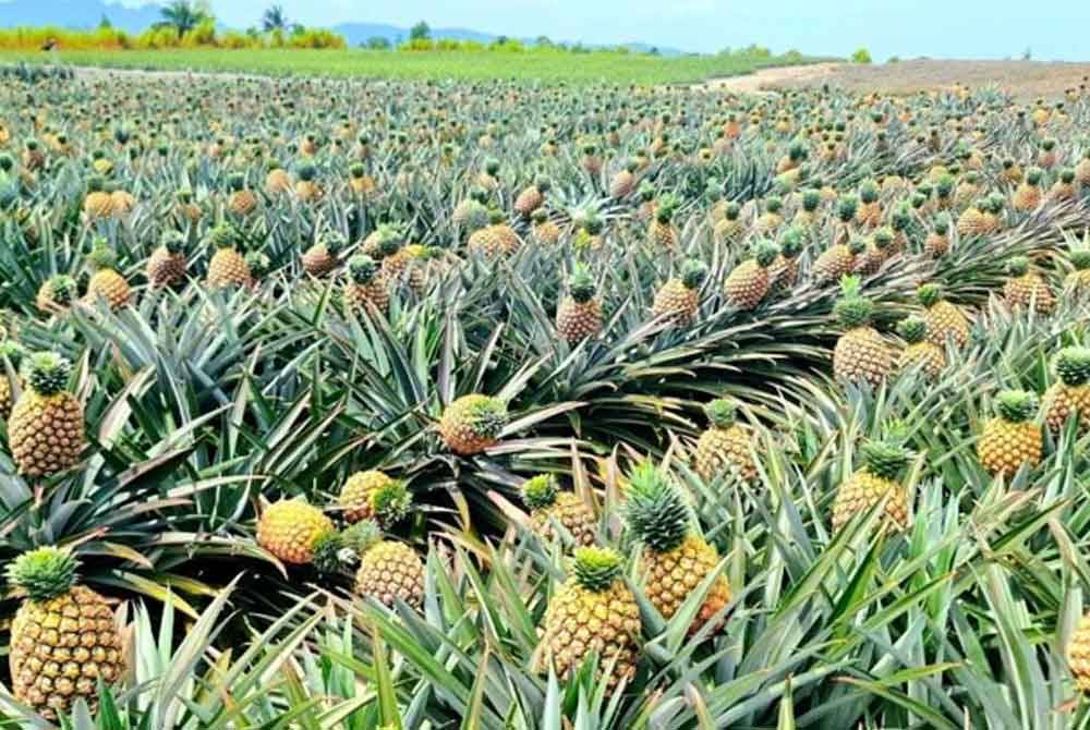 LPNM menyasarkan untuk meningkatkan keluasan kawasan ladang nanas negara kepada 20,000 hektar menjelang 2025. Foto LPNM