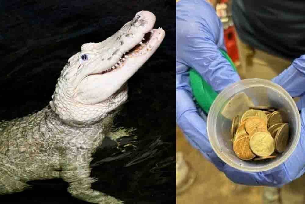Thibodaux terpaksa dibedah selepas menelan hampir 70 keping syiling yang dilembarkan ke dalam kolam dalam sebuah zoo di Nebraska. Foto Agensi