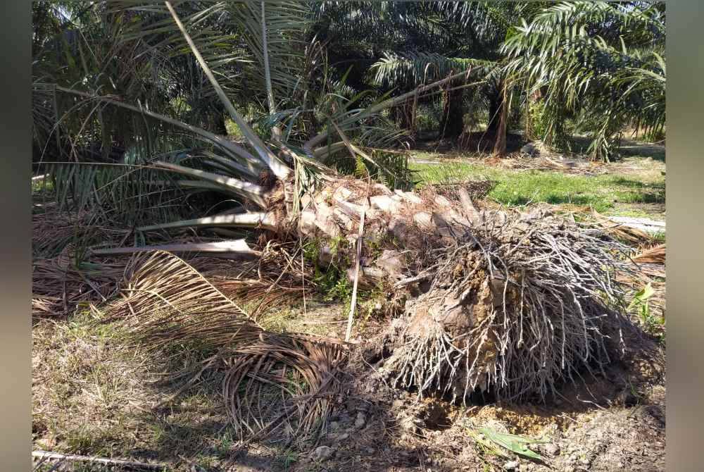 Pokok kelapa sawit tumbang dipercayai angkara gajah yang memasuki kawasan ladang.