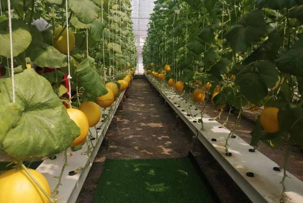 Hasil melon selepas tuaian selama dua bulan.