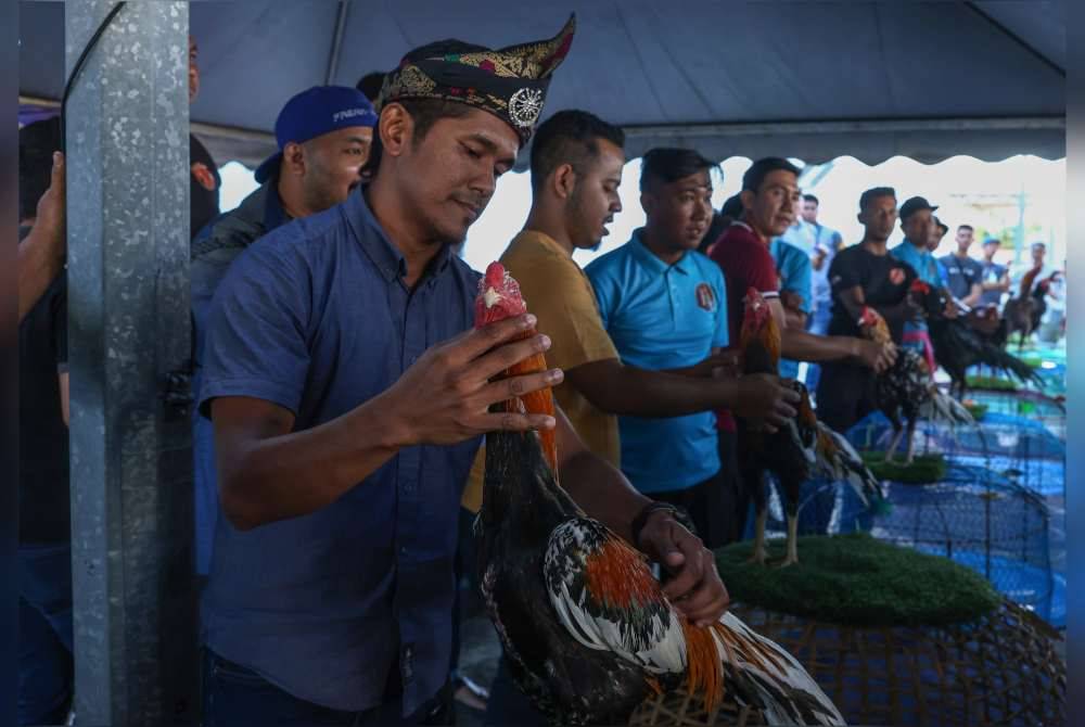  Pemilik Ayam Ratu Roshairi Izwan Sulaiman bersama ayam baka Leung Hang Khao (LHK) yang diberi nama Mongkut ketika Pertandingan Ayam Ratu Peringkat Nasional anjuran Persatuan Peminat Ayam Ratu Kelantan (PARK) di Pusat Beli-belah AEON Mall Kota Bharu hari ini. Foto Bernama
