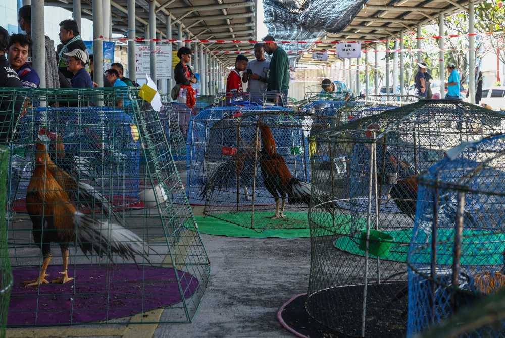 Suasana semasa Pertandingan Ayam Ratu Peringkat Nasional anjuran Persatuan Peminat Ayam Ratu Kelantan (PARK) di Pusat Beli-belah AEON Mall Kota Bharu hari ini. - Bernama
