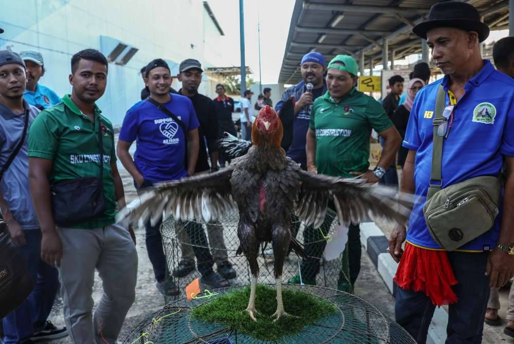 Para peserta dan pengunjung melihat gelagat ayam ratu pada Pertandingan Ayam Ratu Peringkat Nasional anjuran Persatuan Peminat Ayam Ratu Kelantan (PARK) di Pusat Beli-belah AEON Mall Kota Bharu hari ini. Foto Bernama