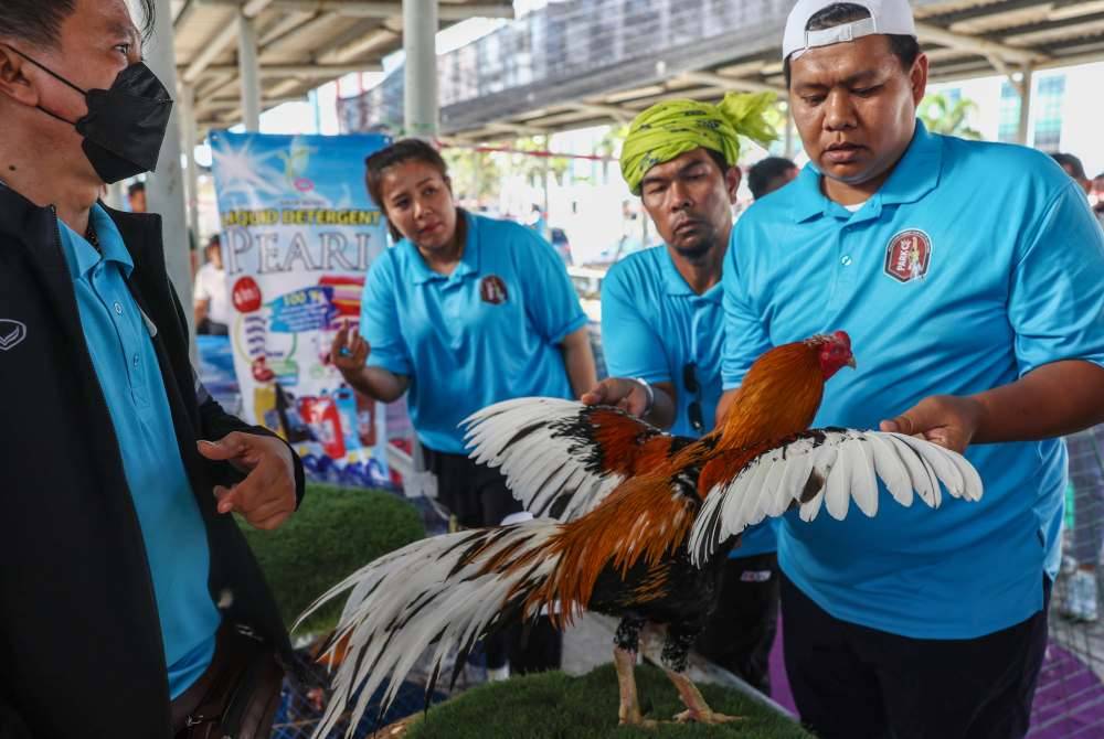 Para Juri membuat penilaian kepada Ayam baka Leung Hang Khao (LHK) yang diberi nama Mongkut dimiliki Roshairi Izwan Sulaiman. Foto Bernama