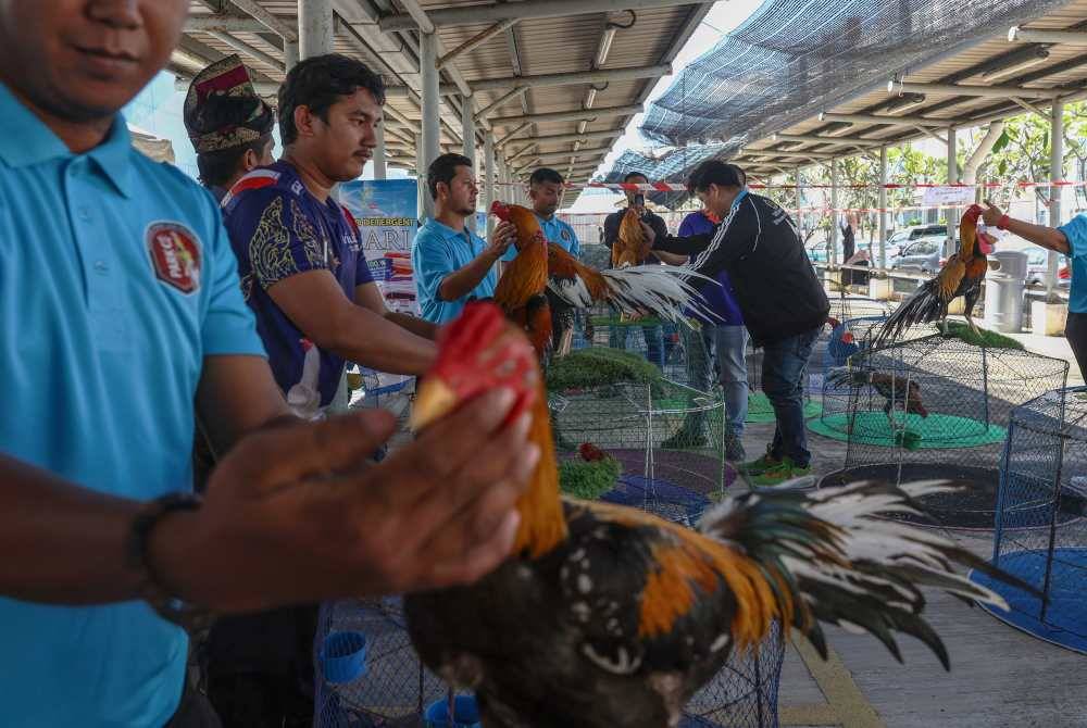 Suasana semasa Pertandingan Ayam Ratu Peringkat Nasional anjuran Persatuan Peminat Ayam Ratu Kelantan (PARK) di Pusat Beli-belah AEON Mall Kota Bharu hari ini. Foto Bernama
