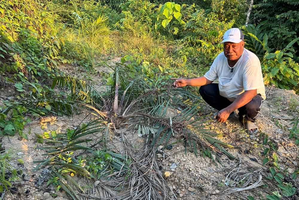 Manshor melihat pokok sawitnya yang berusia setahun rosak akibat serangan gajah.