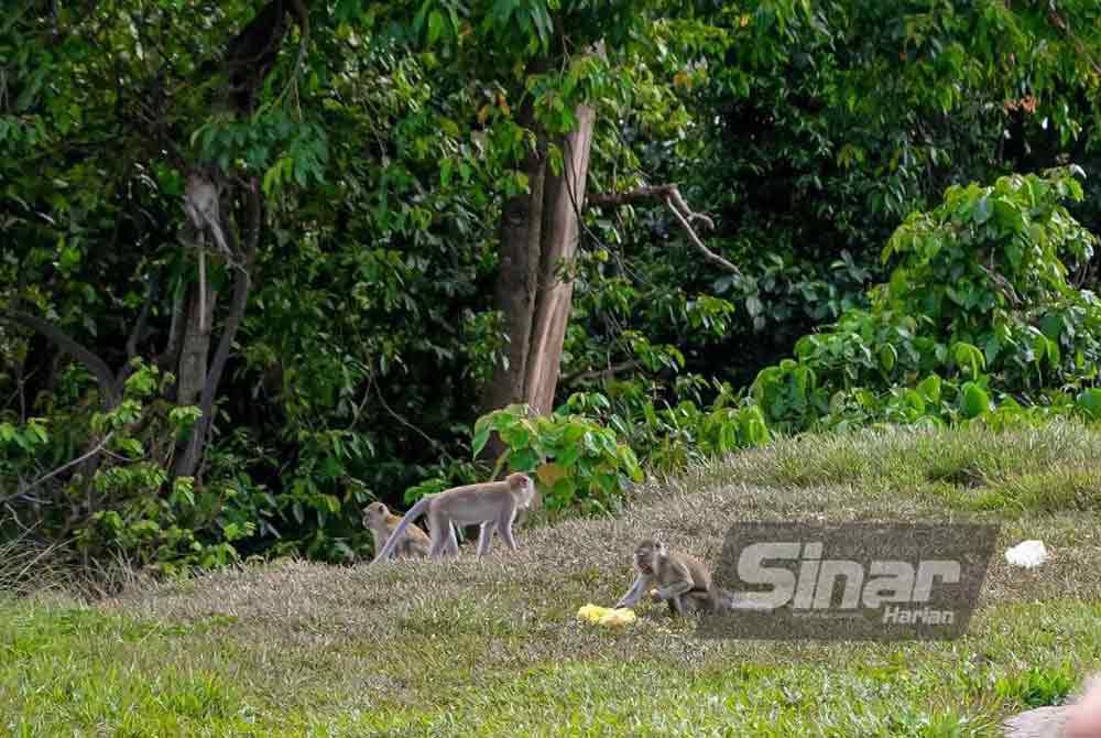 Sekumpulan monyet berada di kawasan perumahan Taman Melaka Perdana Ayer Keroh.