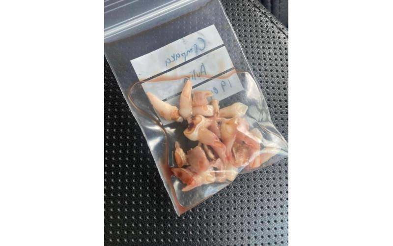 Maltodekstrin yan terdapat dalam sesetengah susu formula merupakan salah satu punca kerosakan gigi dalam kanak-kanak.