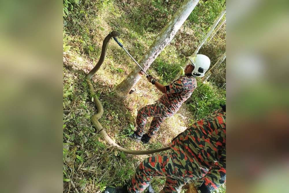 Ular King Cobra itu ditangkap dengan menggunakan peralatan khas. Foto ihsan bomba