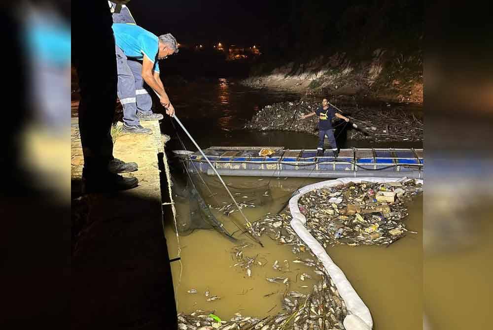 Kerja pembersihan longgokan ikan mati di perangkap sampah Sungai Kundang pada Sabtu.