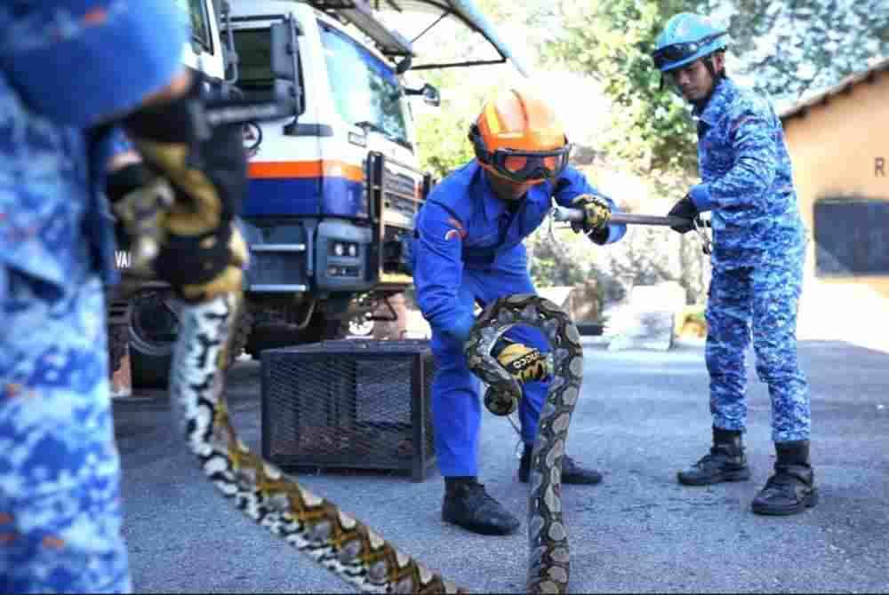 Mengendalikan ular memerlukan kemahiran dan keberanian.