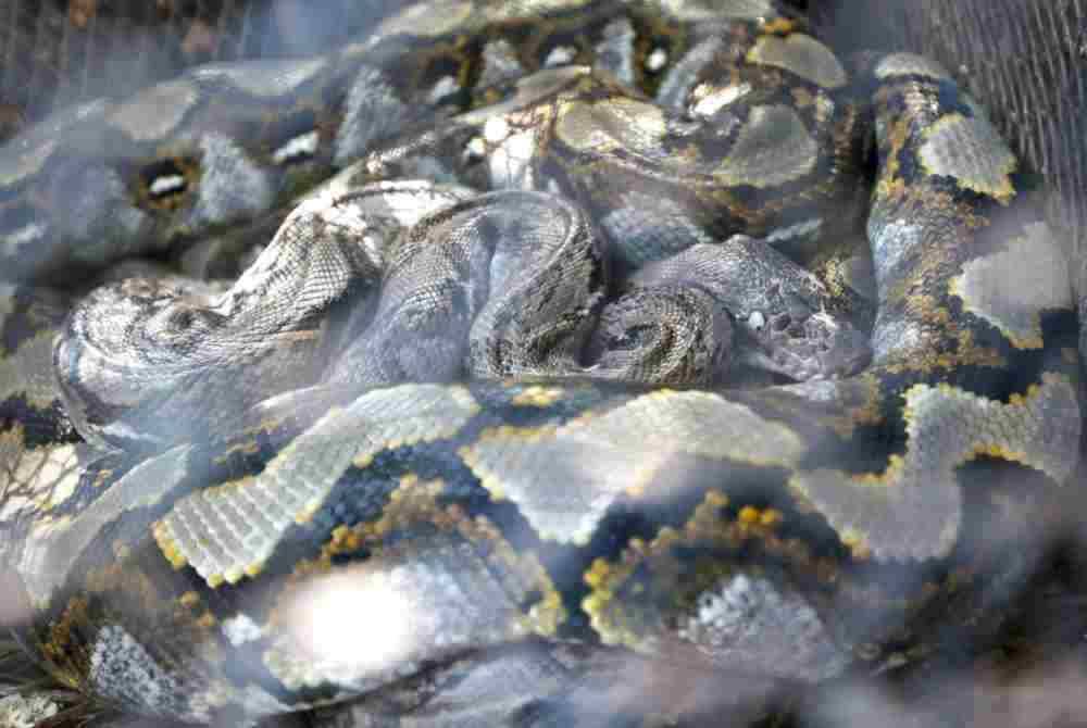 Tiga ekor ular sawa yang berjaya ditangkap APM