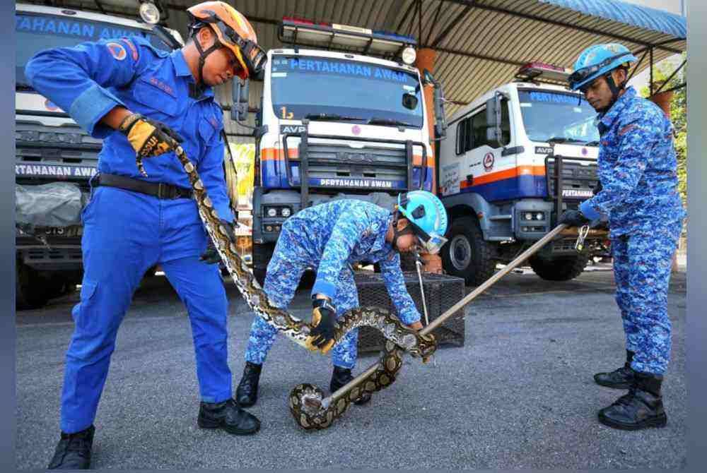 Dari kiri; Abdul Qayyum, Syarima dan Muhammad Syahir menunjukkan aksi menangkap ular sawa batik.