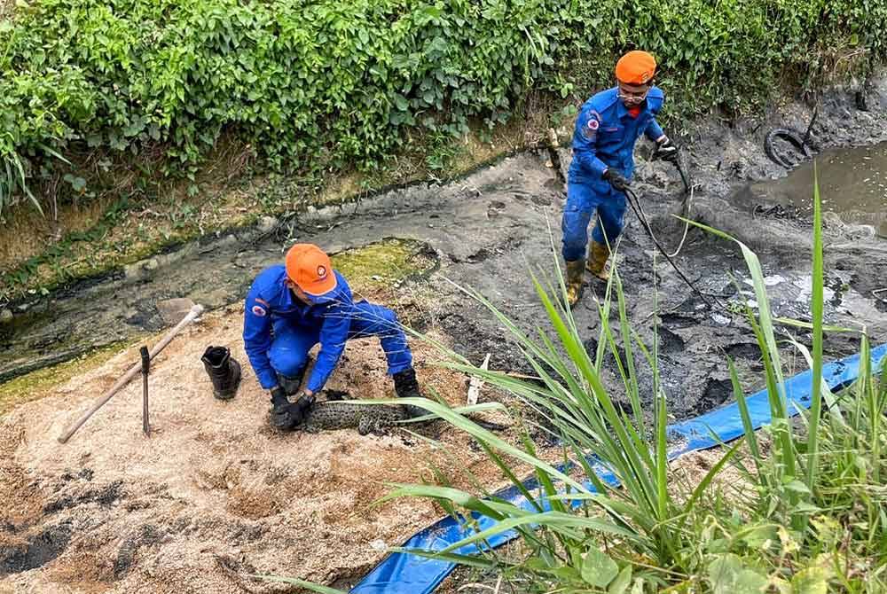 Anggota APM ambil masa kira-kira tiga jam untuk menangkap anak buaya tembaga.